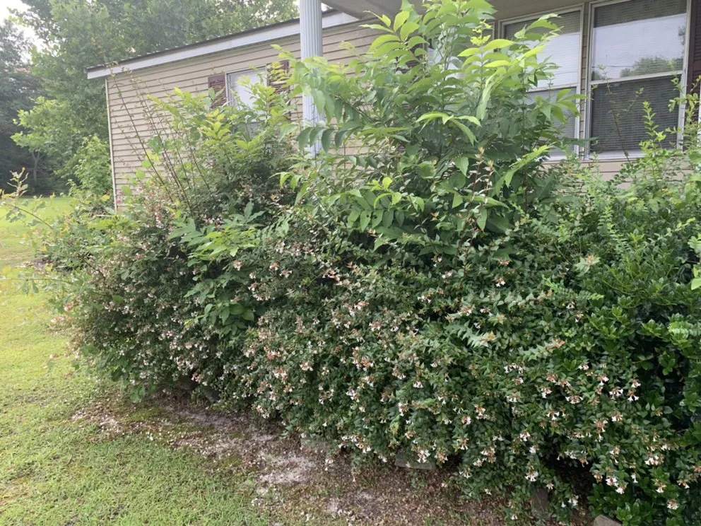 Local outdoor landscaping in Magnolia, NC by Roman’s Customized Lawn & Maintenance Care