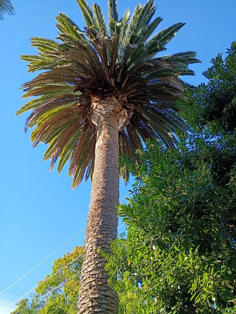 Local yard cleanup service experts serving Redlands, CA - Romberg Tree Service