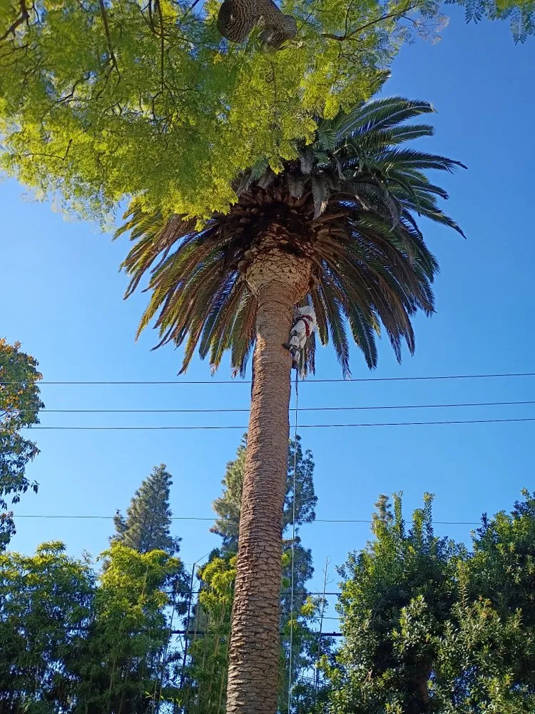 Local garden landscaping in Redlands, CA by Romberg Tree Service