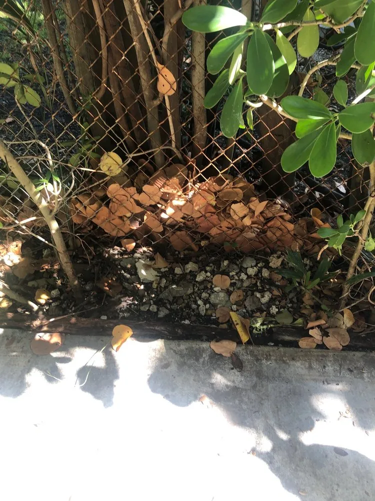 Top-rated yard cleanup service experts serving Miami, FL - Romel Landscaping