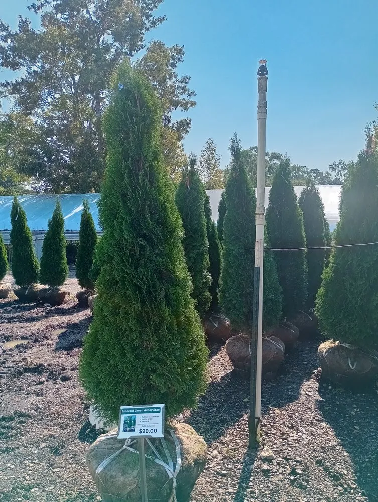 Professional garden landscaping experts serving Albertville, AL - Romeo Juan landscaping and trees services