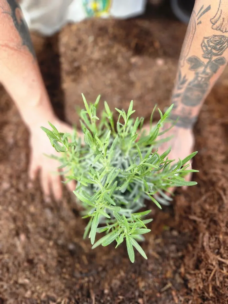 Custom yard cleanup service in Colorado Springs, CO by Romeo's Lawn and Garden