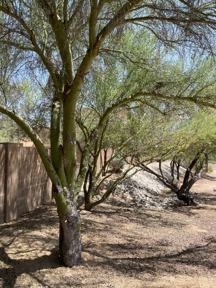 Local residential landscaping for year-round maintenance across Benson, AZ - Romero Enviroscapes