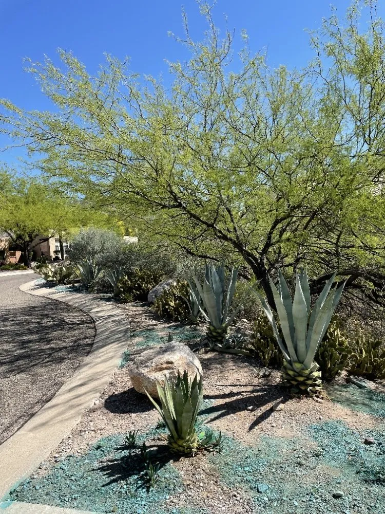 Professional yard cleanup service in Benson, AZ by Romero Enviroscapes