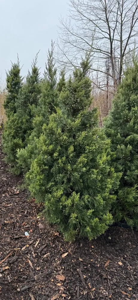 Affordable yard cleanup service with custom design in Brookfield, CT by Romero Landscaping