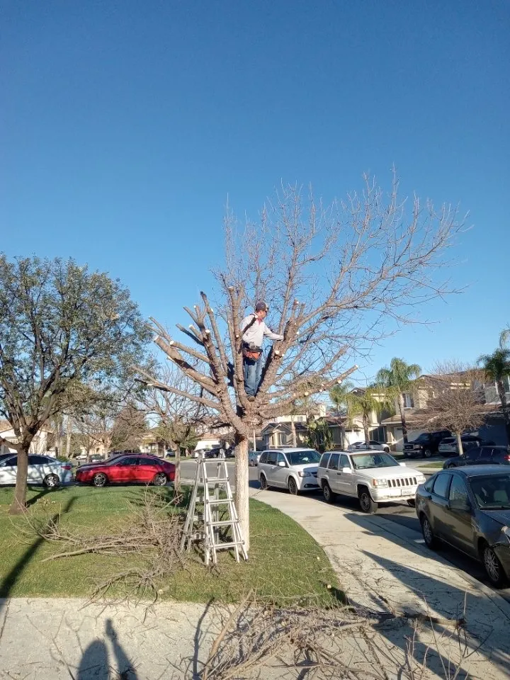 Trusted lawn mowing service near you in Menifee, CA by Romero Landscaping