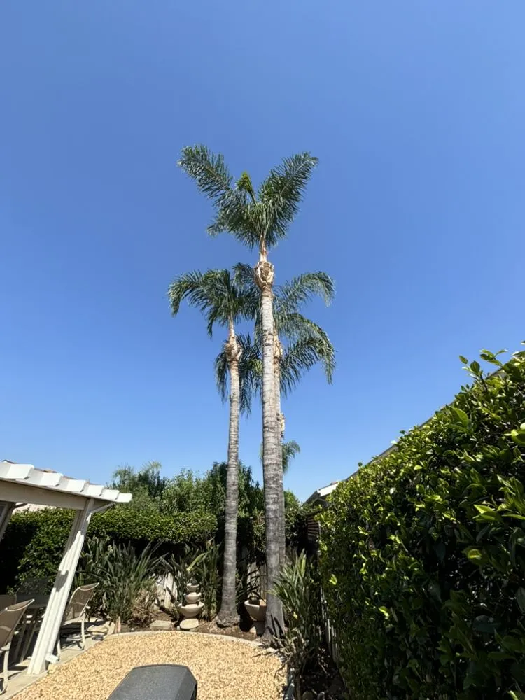 Expert lawn care service experts serving Menifee, CA - Romero Landscaping