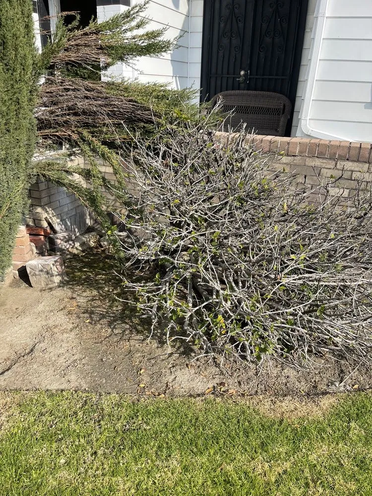 Reliable lawn care service experts serving San Bernardino, CA - Romero Landscaping