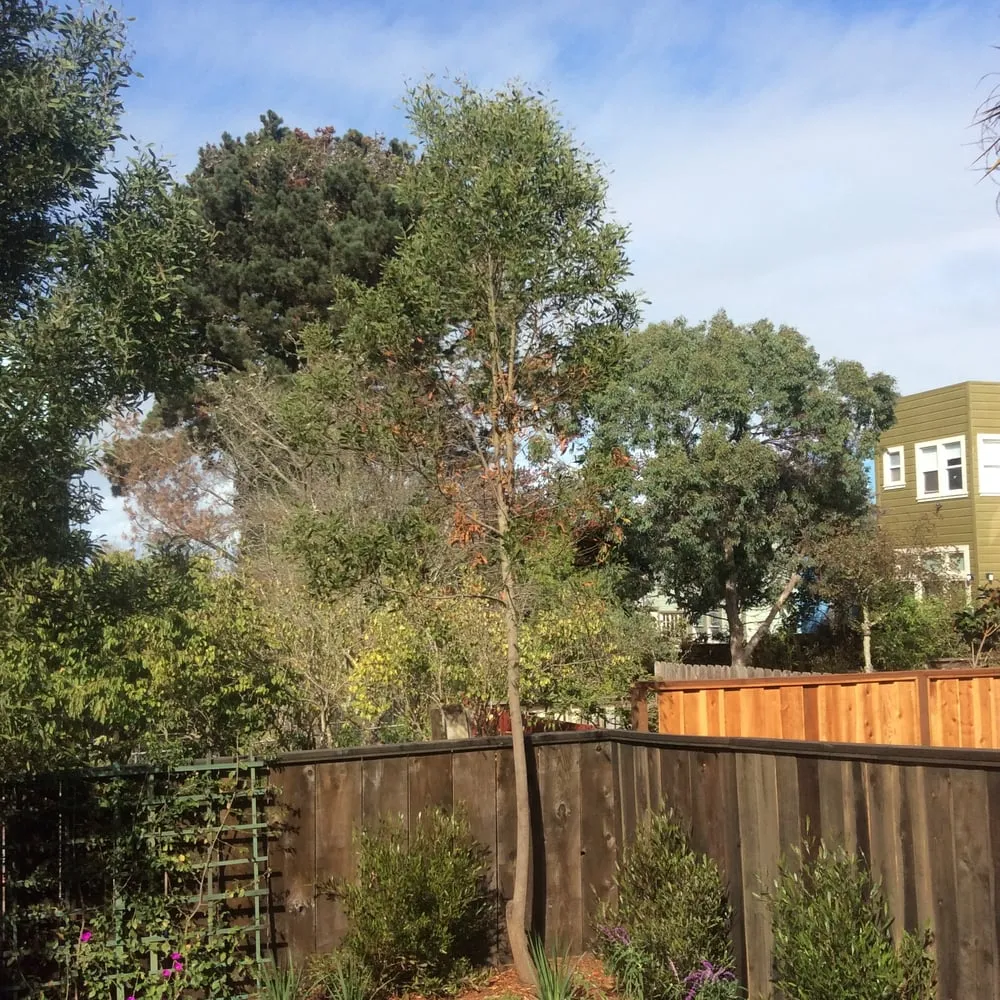 Expert landscape installation with custom design across South San Francisco, CA - Romero Landscaping