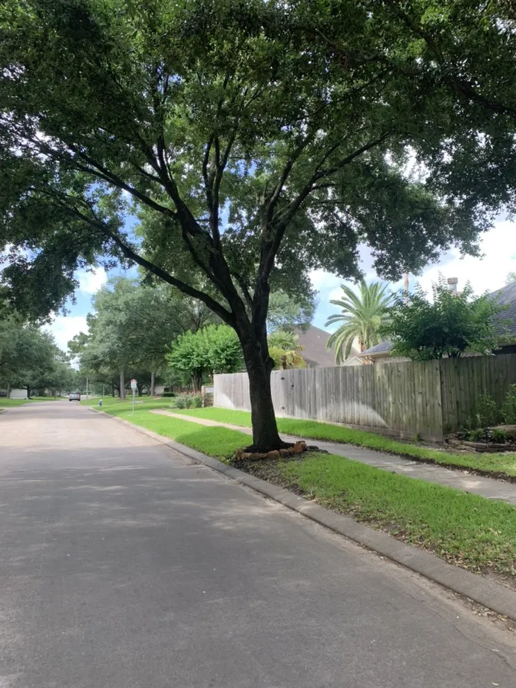 Local landscape installation for beautiful yards in Houston, TX by Romero Lanscaper
