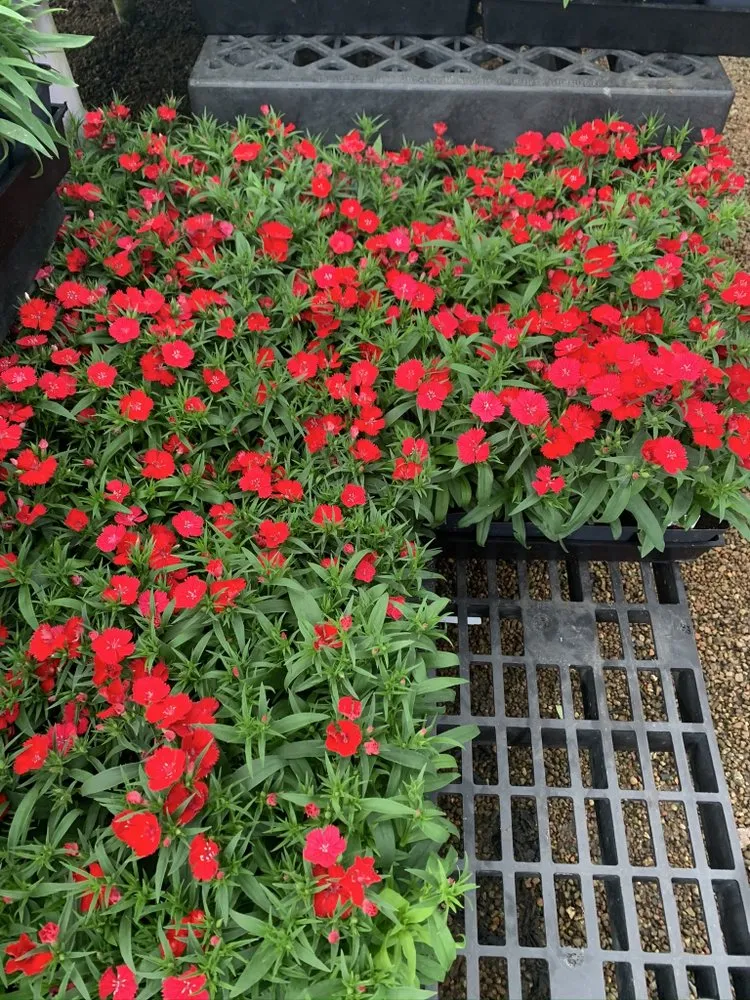 Custom lawn care service experts serving Houston, TX - Romero Lanscaper