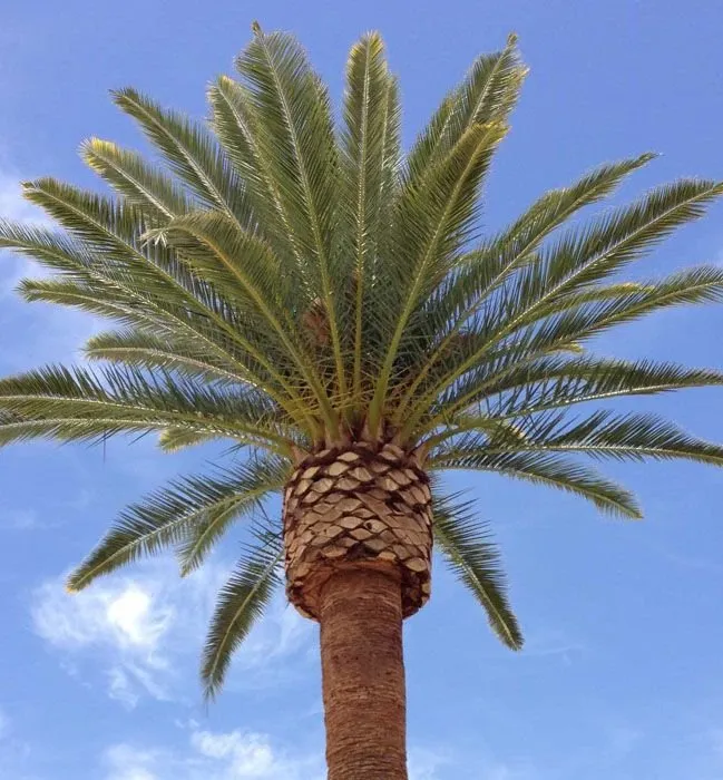 Custom yard cleanup service for beautiful yards in Oceanside, CA by Romero Lawn Care and Garden