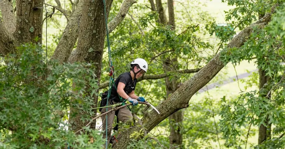 Expert landscaping services experts serving Community, VA - Romero Tree Services