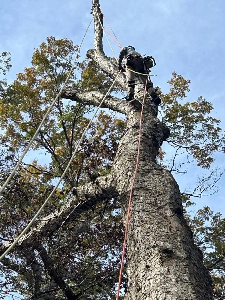 Professional lawn care service experts serving Community, VA - Romero Tree Services