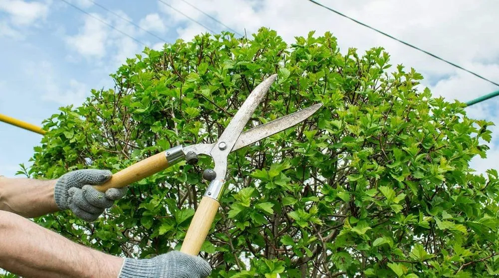 Local yard maintenance in Community, VA - Romero Tree Services