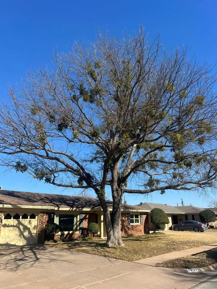 Trusted landscape design near you in Wichita Falls, TX by Romero Tree Services