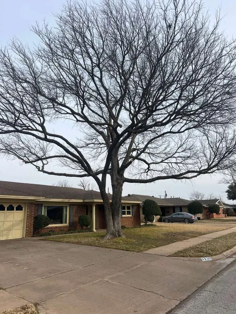 Professional lawn care service experts serving Wichita Falls, TX - Romero Tree Services