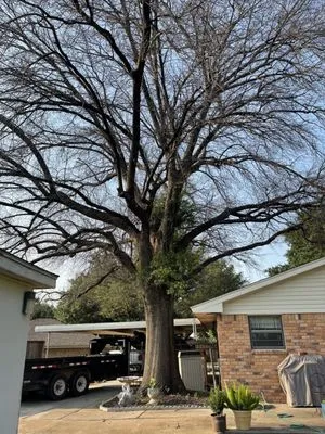 Romero Tree Services Logo