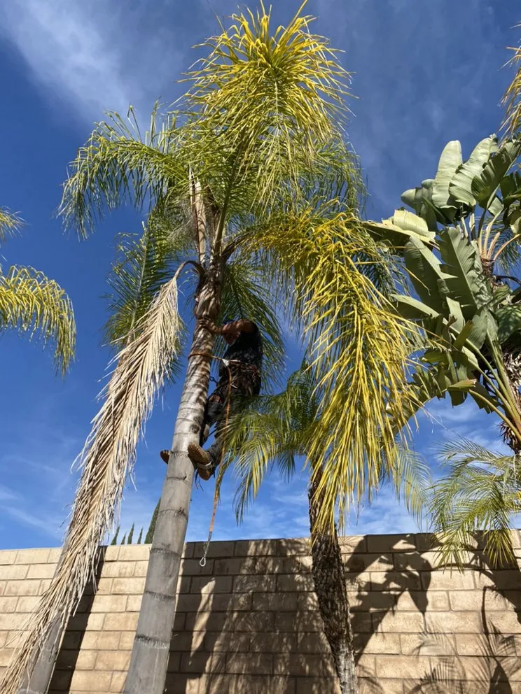 Top-rated landscaping services for outdoor upgrades in Chino Hills, CA by Romero trees and landscape