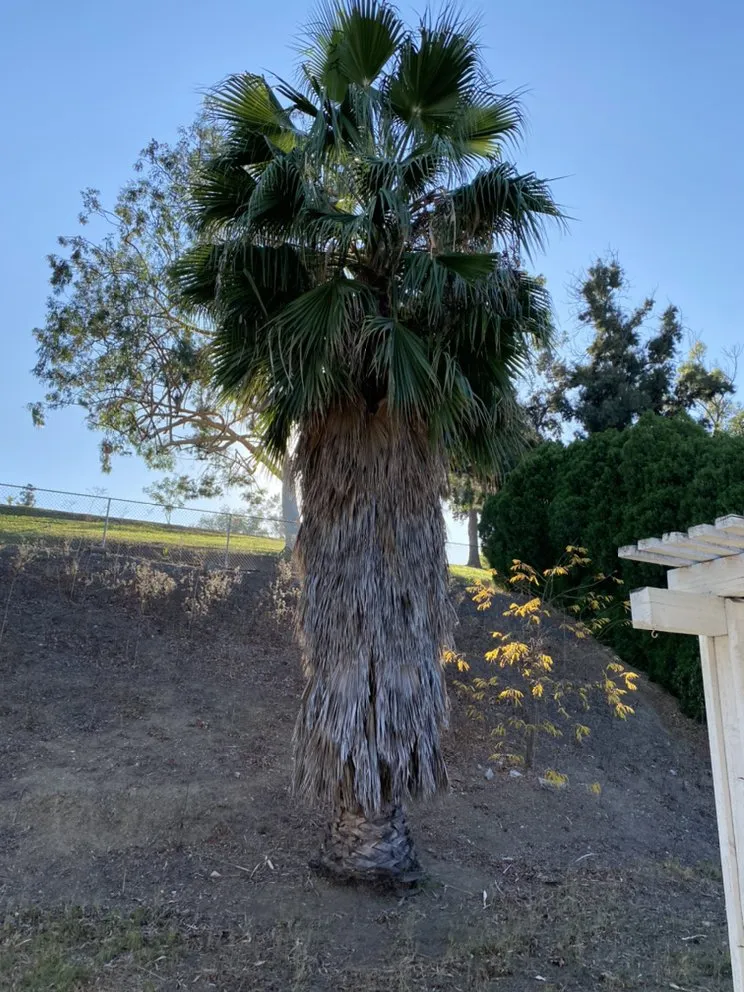 Reliable yard cleanup service in Chino Hills, CA by Romero trees and landscape