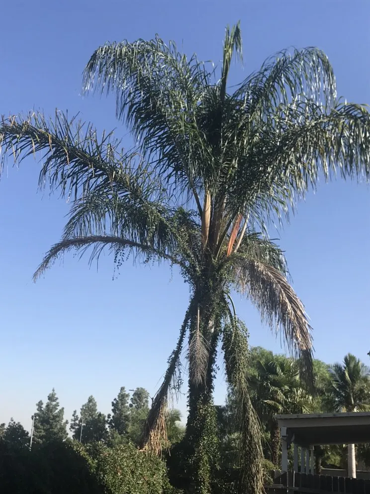 Custom landscaping services near you across Chino Hills, CA - Romero trees and landscape