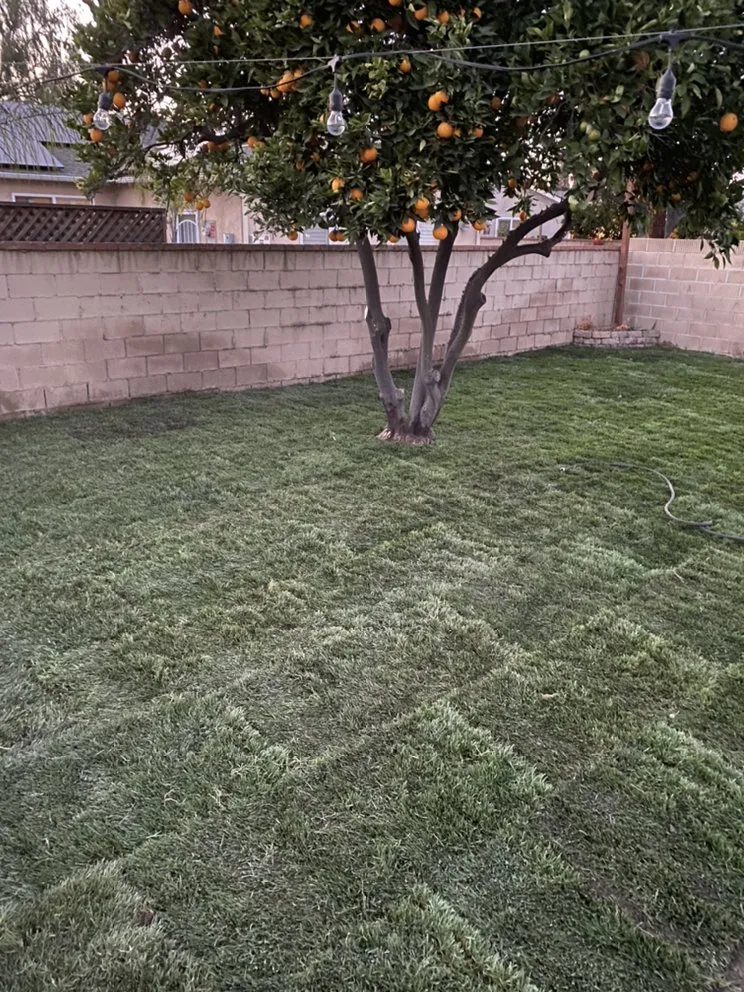 Custom landscaping services for year-round maintenance across Chino Hills, CA - Romero trees and landscape