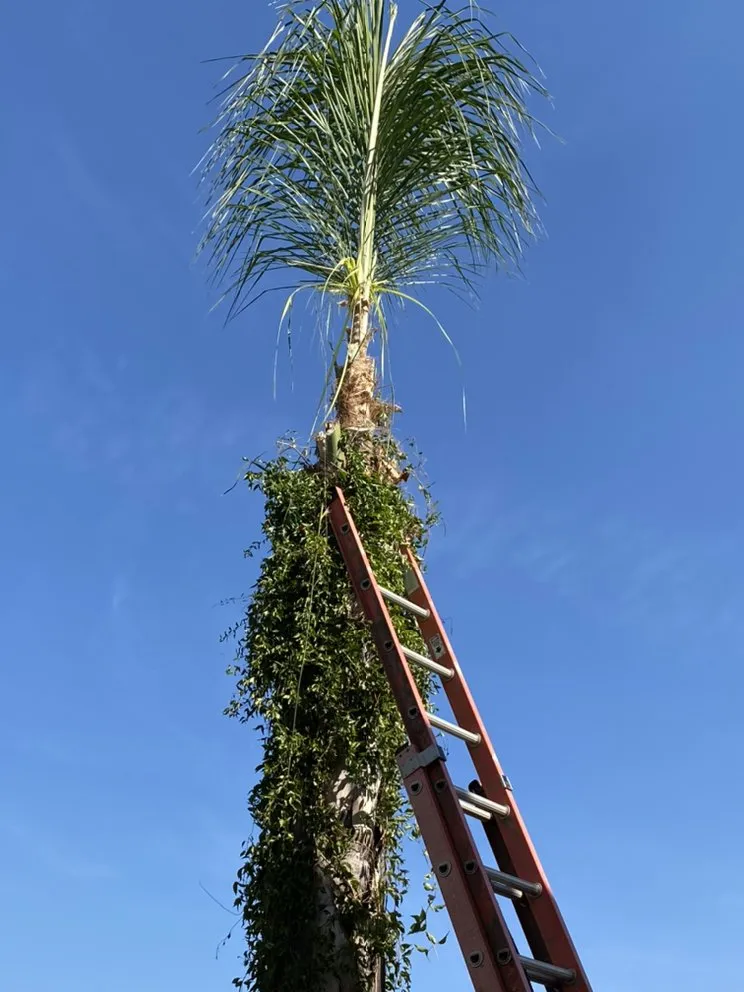 Top-rated outdoor landscaping in Chino Hills, CA by Romero trees and landscape