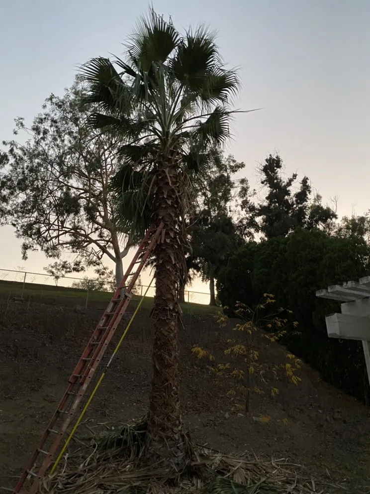 Expert yard cleanup service for outdoor upgrades in Chino Hills, CA by Romero trees and landscape