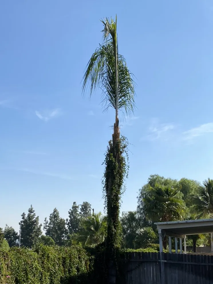 Reliable lawn care service for residential properties in Chino Hills, CA by Romero trees and landscape