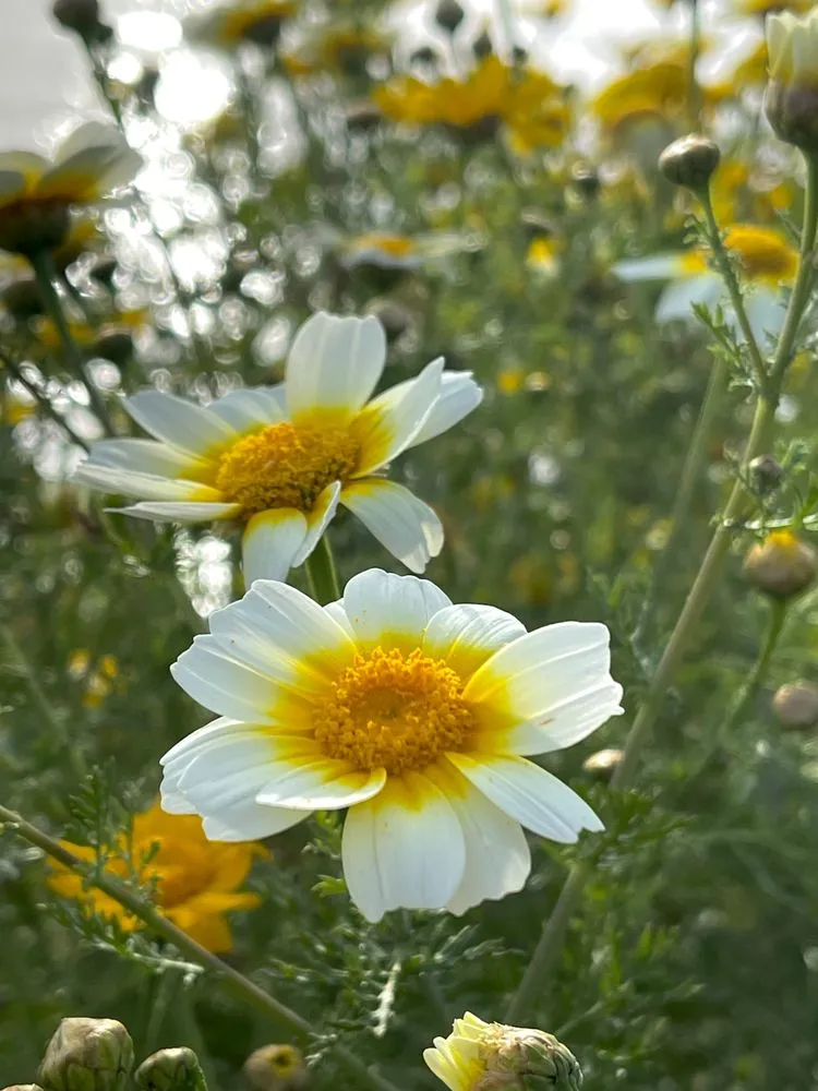 Trusted residential landscaping near you across Escondido, CA - Romero Turf & Landscape