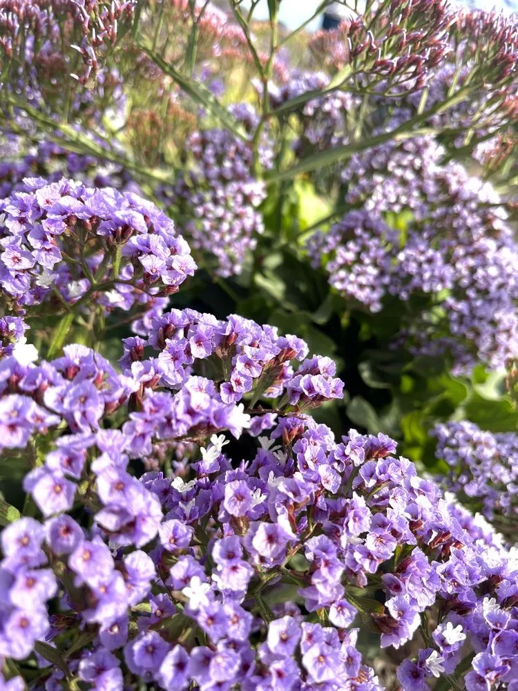 Affordable landscape installation experts serving Escondido, CA - Romero Turf & Landscape