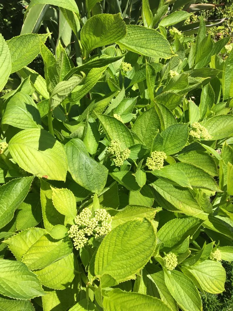 Expert residential landscaping for outdoor upgrades in Torrance, CA by Romero’s Gardening