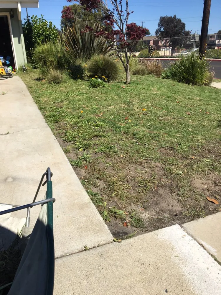 Top-rated lawn care service for homes in Torrance, CA by Romero’s Gardening