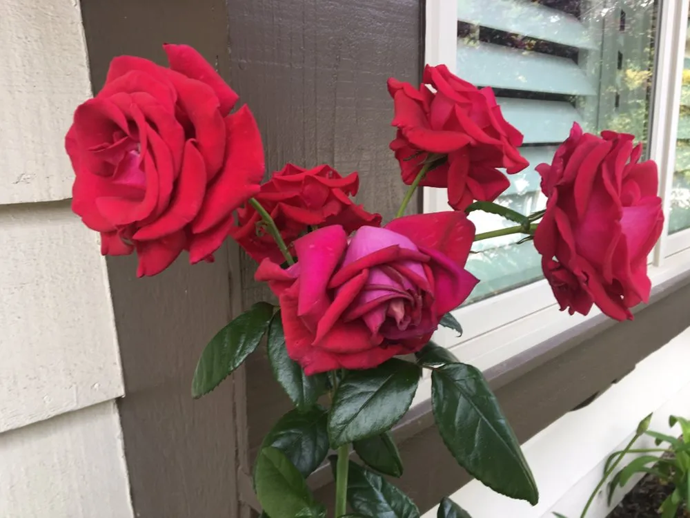 Professional yard maintenance in Torrance, CA - Romero’s Gardening