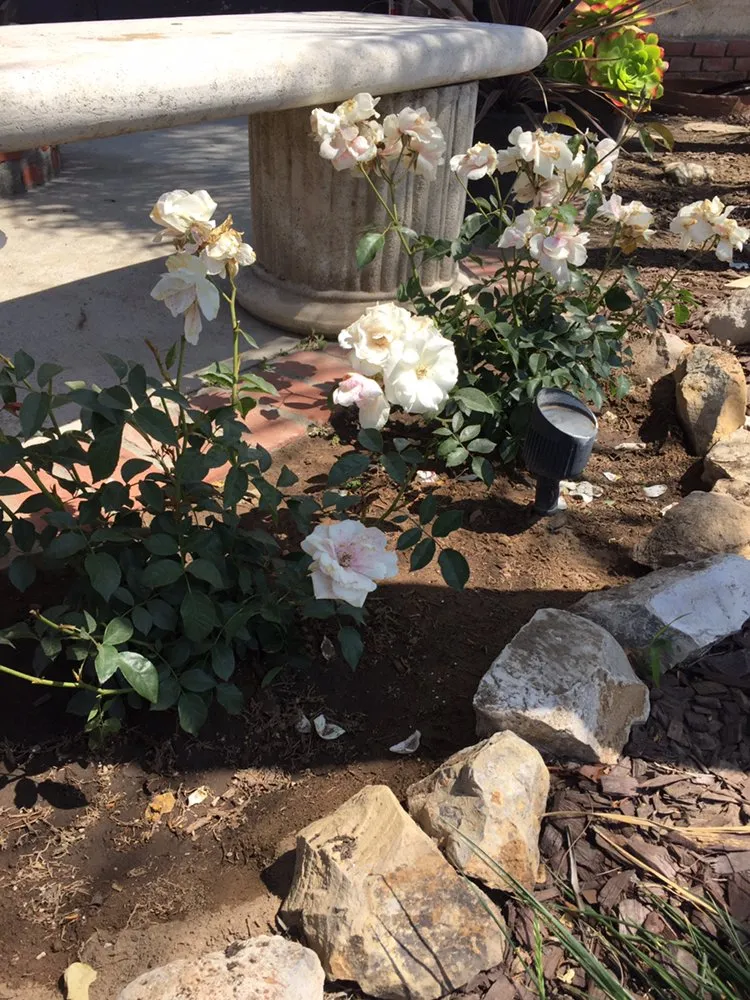 Affordable residential landscaping in Torrance, CA by Romero’s Gardening