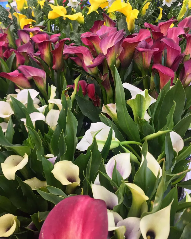 Custom yard maintenance in Torrance, CA by Romero’s Gardening