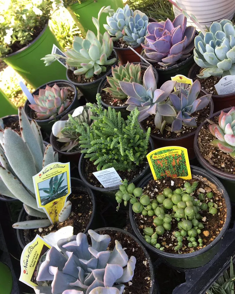 Affordable lawn care service in Torrance, CA - Romero’s Gardening