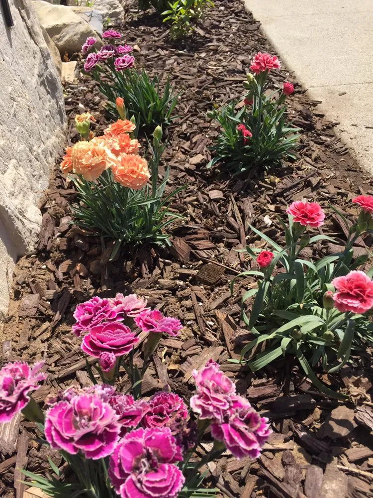 Affordable residential landscaping experts serving Torrance, CA - Romero’s Gardening