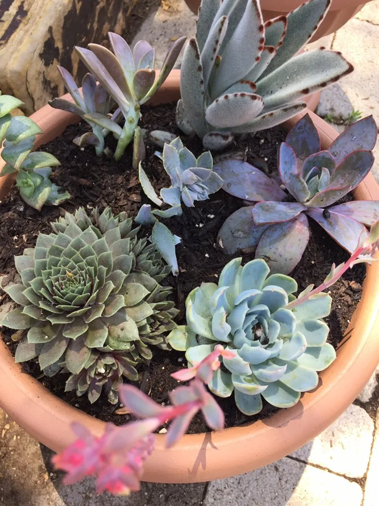 Custom lawn mowing service in Torrance, CA - Romero’s Gardening