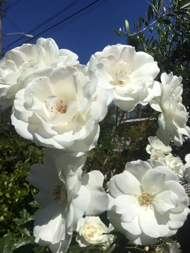 Professional landscape design in Torrance, CA - Romero’s Gardening