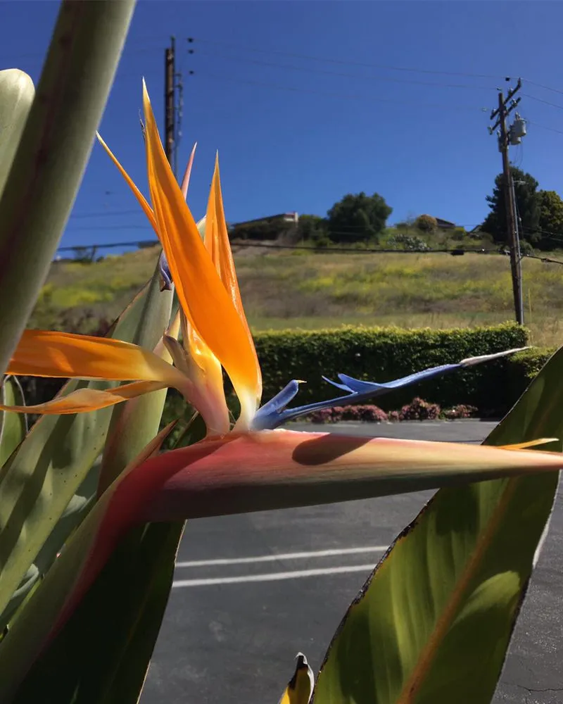 Expert landscape installation with custom design across Torrance, CA - Romero’s Gardening