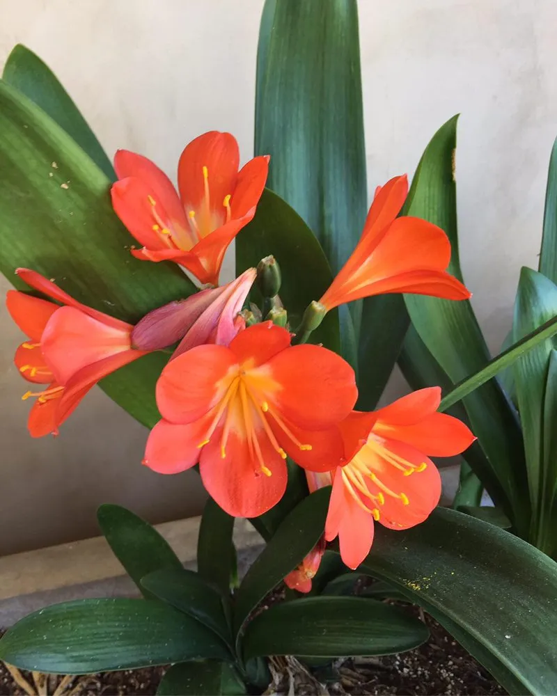 Custom residential landscaping in Torrance, CA by Romero’s Gardening