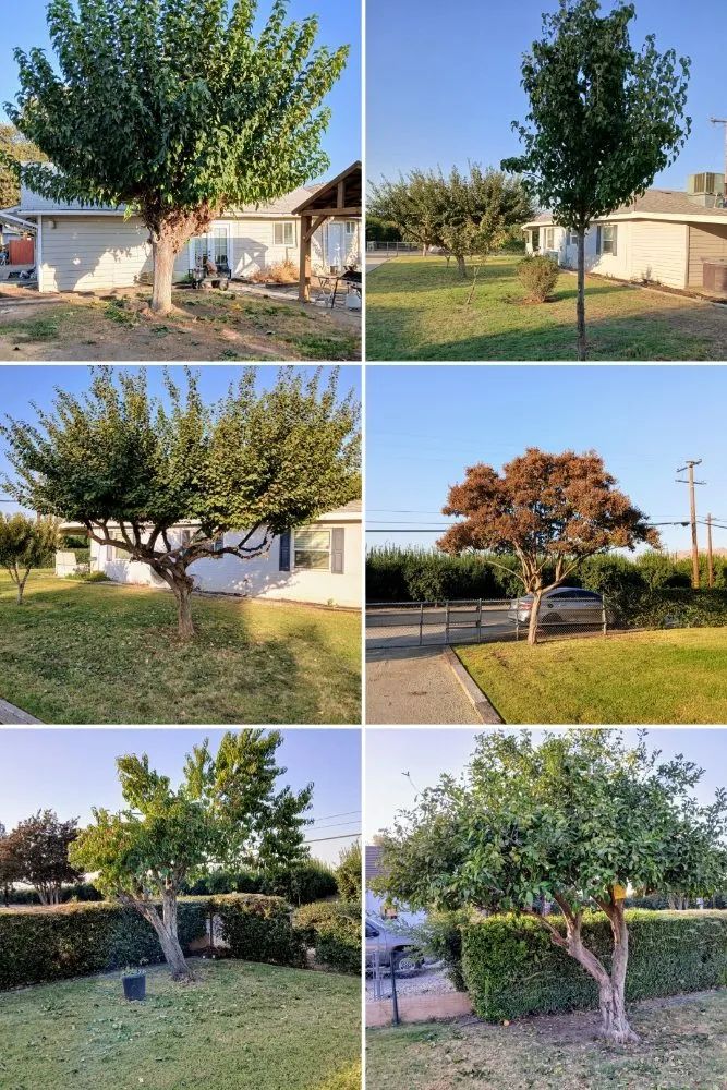 Trusted yard maintenance near you in Armona, CA by Romero’s Landscaping & Lawn-Care