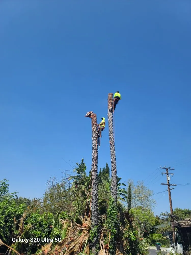 Top-rated outdoor landscaping near you in Orange, CA by Romero's Tree & Landscaping Services