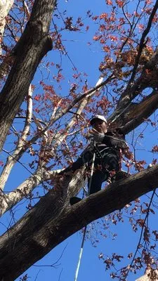 Romero’s Tree & Landscaping Service’s