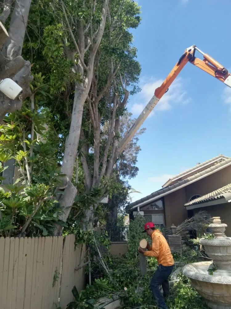 Professional yard cleanup service for homes in Riverside, CA by Romero Tree Service & Landscaping