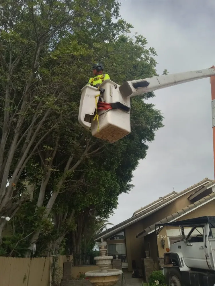 Local lawn care service experts serving Riverside, CA - Romero Tree Service & Landscaping