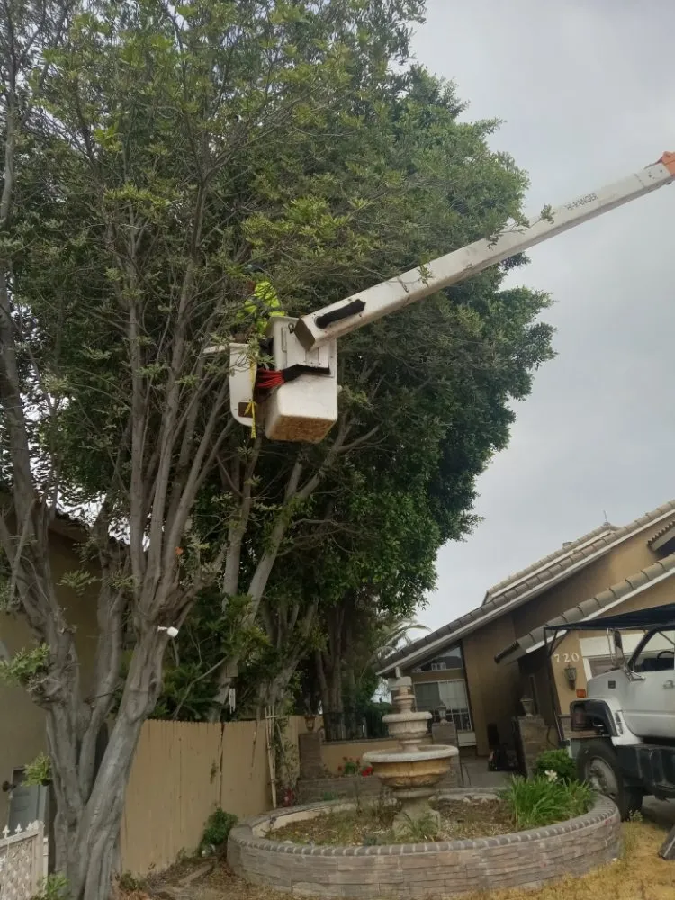 Affordable landscaping services in Riverside, CA by Romero Tree Service & Landscaping