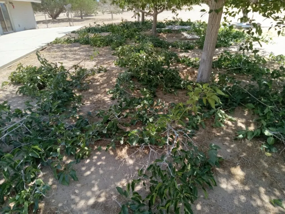 Local residential landscaping in Riverside, CA - Romero Tree Service & Landscaping