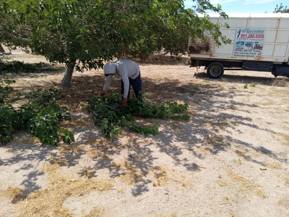 Reliable yard maintenance in Riverside, CA by Romero Tree Service & Landscaping